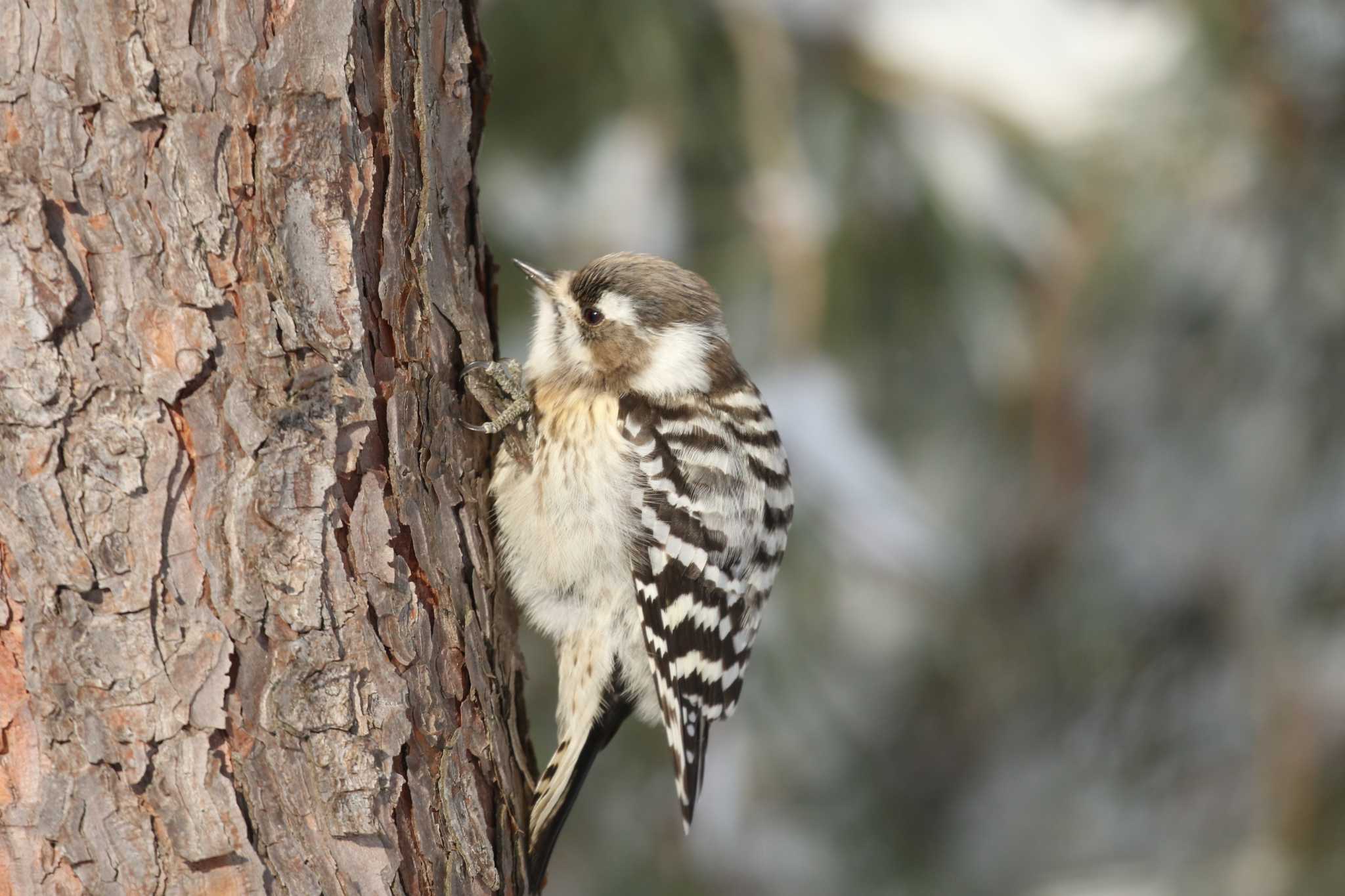 Japanese Pygmy Woodpecker(seebohmi)