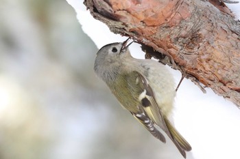 Wed, 2/17/2021 Birding report at 北海道 函館市 東山