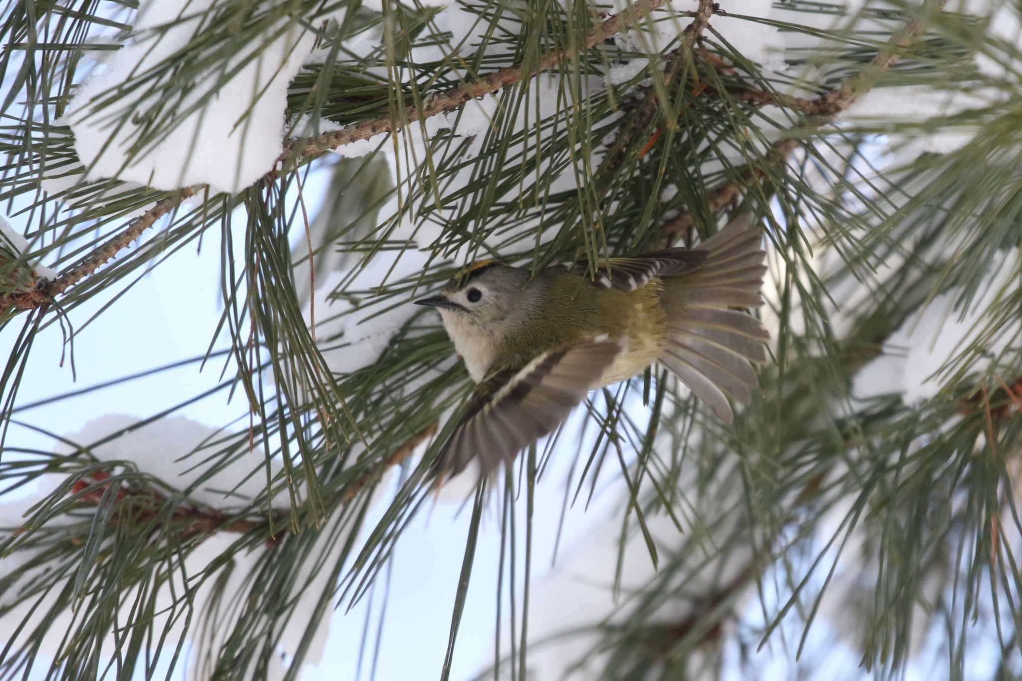 Goldcrest