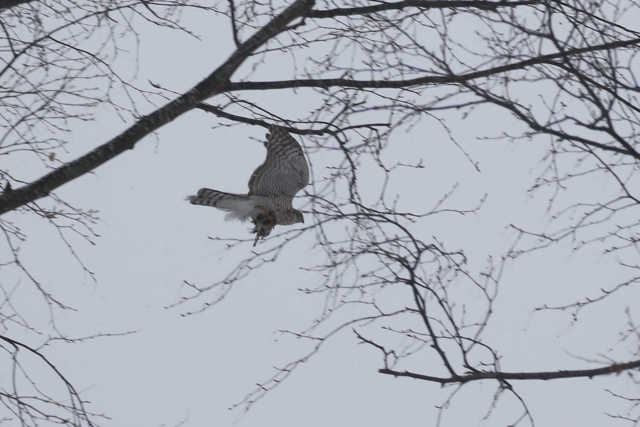 Eurasian Sparrowhawk