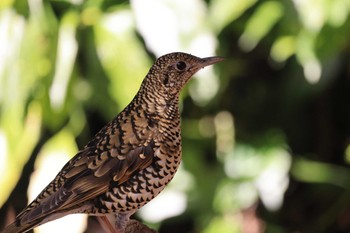 White's Thrush 山田池公園 Sun, 2/14/2021