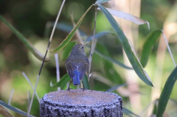 Red-flanked Bluetail 山田池公園 Sun, 2/14/2021