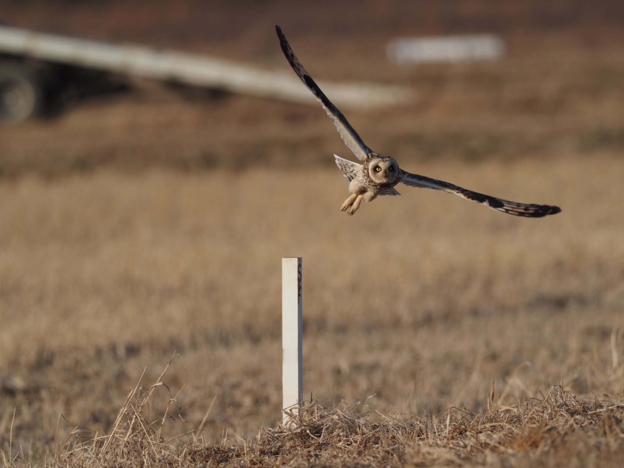 Short-eared Owl