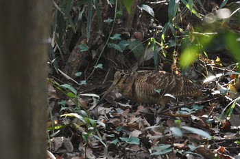 2021年2月13日(土) 神奈川県の野鳥観察記録