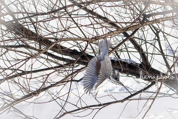 Crested Kingfisher 北海道 Fri, 2/12/2021