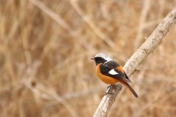 Daurian Redstart 守谷市 Wed, 2/17/2021