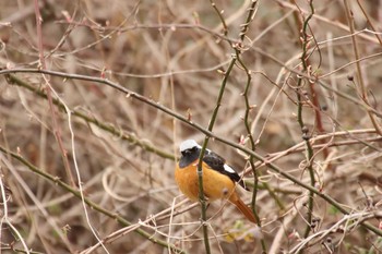 Daurian Redstart 守谷市 Wed, 2/17/2021