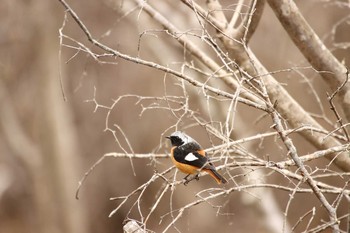 Daurian Redstart 守谷市 Wed, 2/17/2021