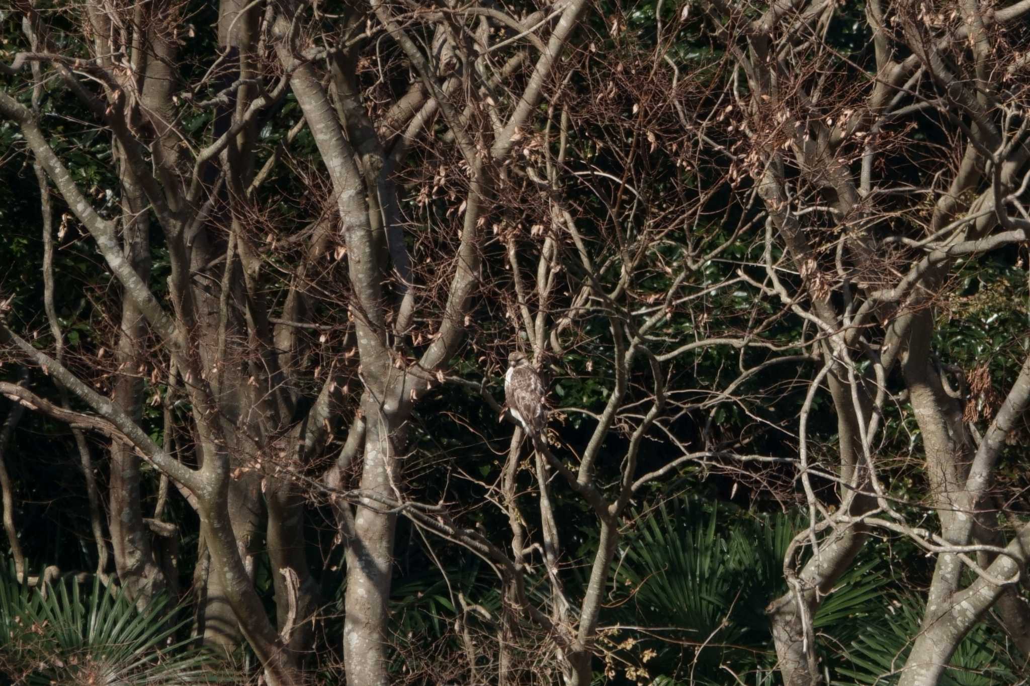 Eastern Buzzard