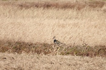 Northern Lapwing 霞ヶ浦 Sun, 12/20/2020