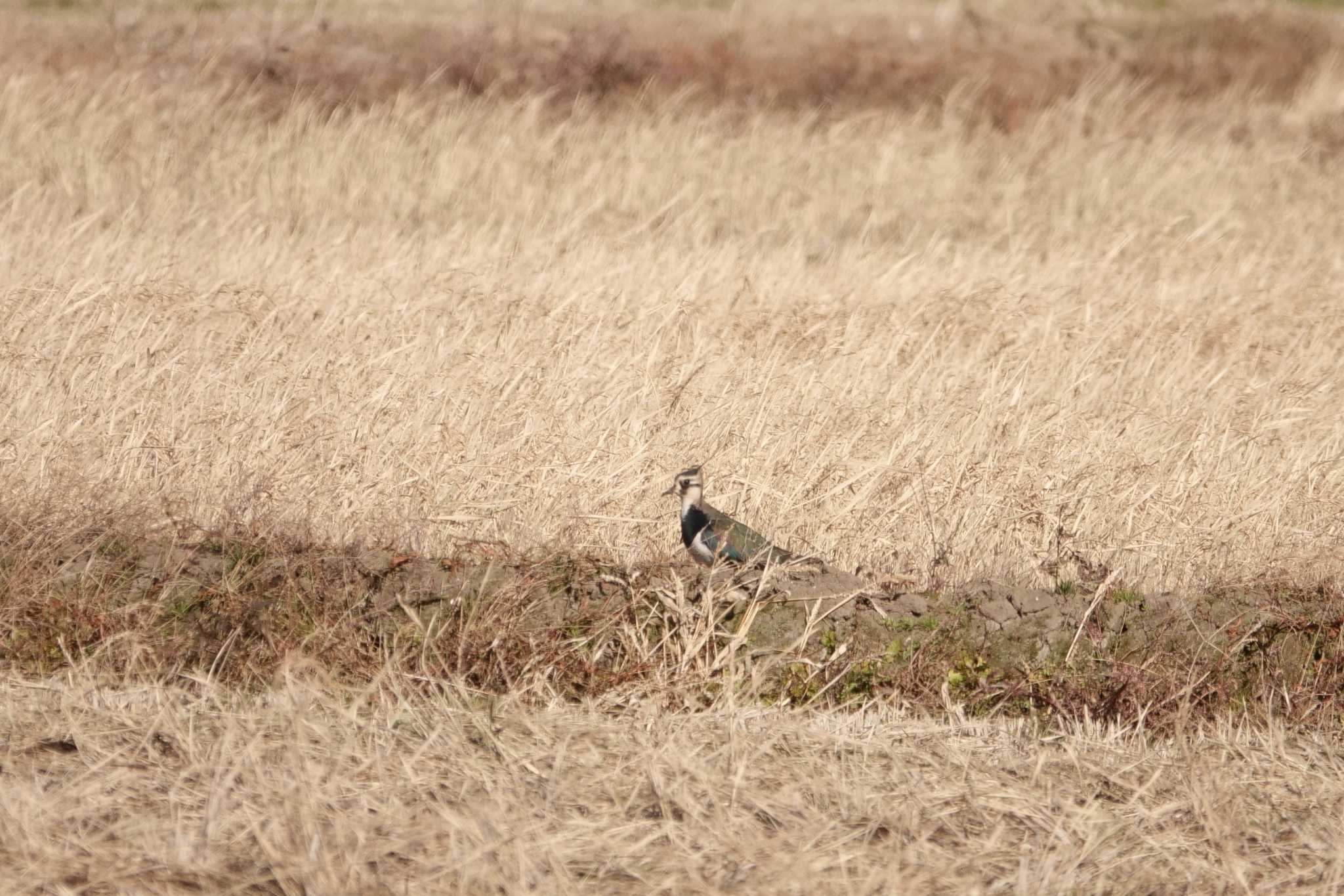 Northern Lapwing