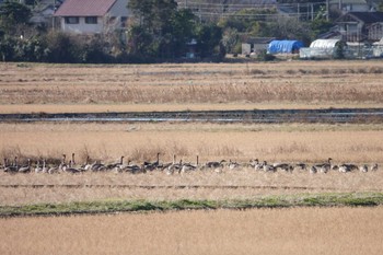 Taiga Bean Goose 霞ヶ浦 Sun, 12/20/2020