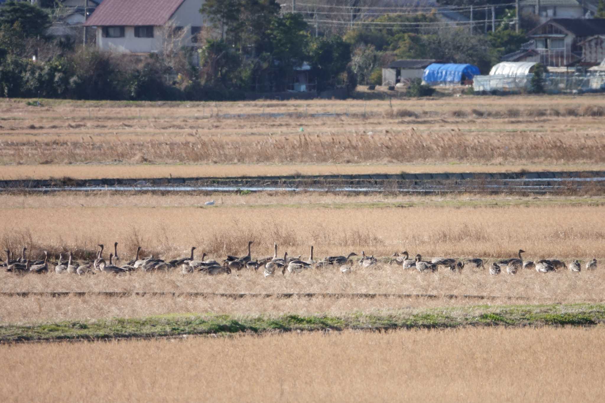 Photo of Taiga Bean Goose at 霞ヶ浦 by とみた