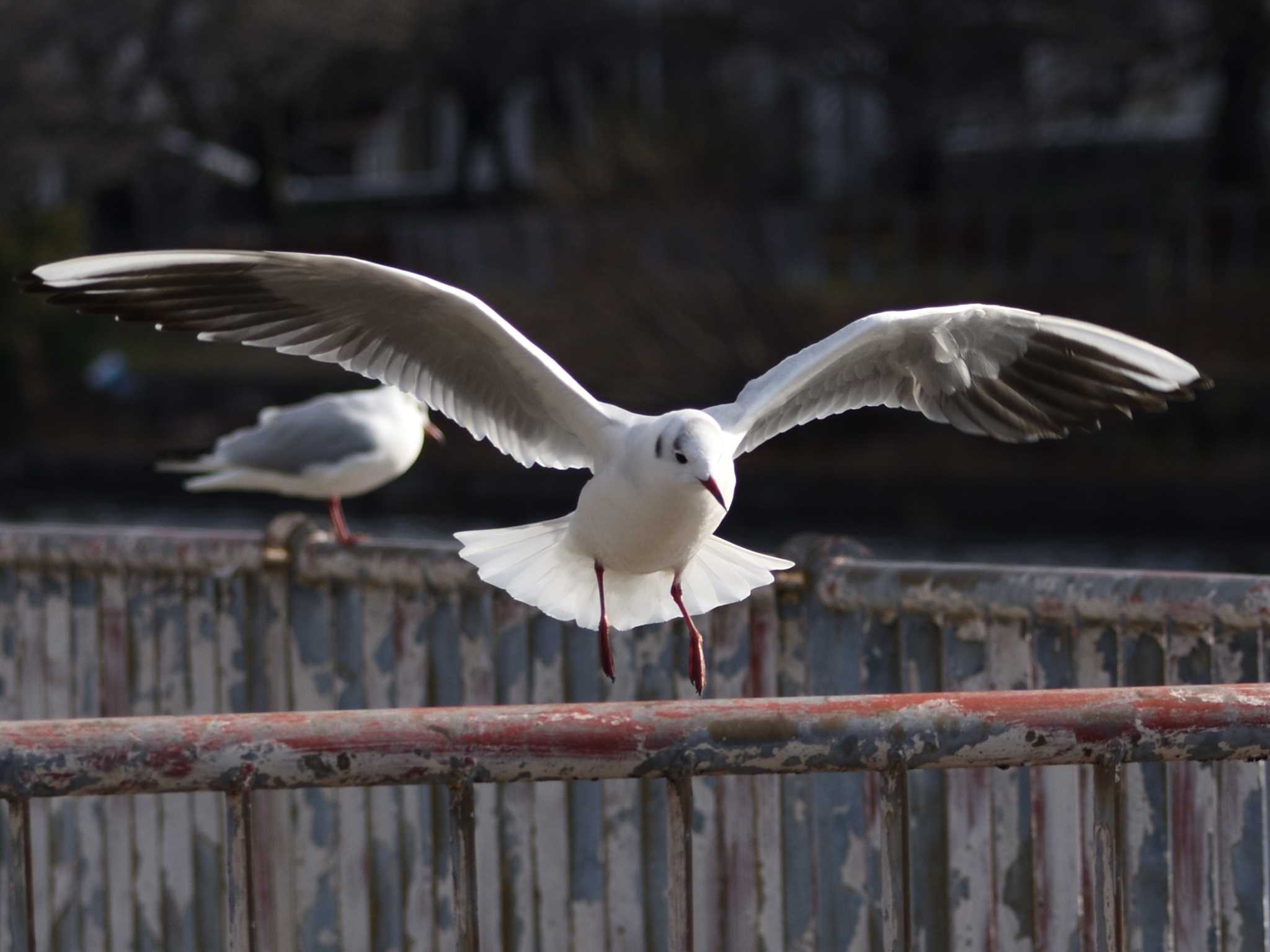 Photo of Black-headed Gull at 荒子川公園 by よつくん