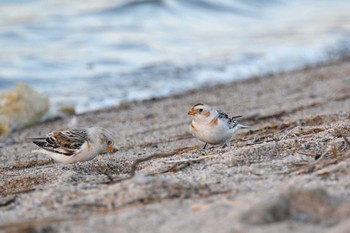 Snow Bunting Unknown Spots Sat, 2/6/2021