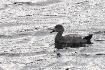 Gadwall なぎさの池 Mon, 2/15/2021