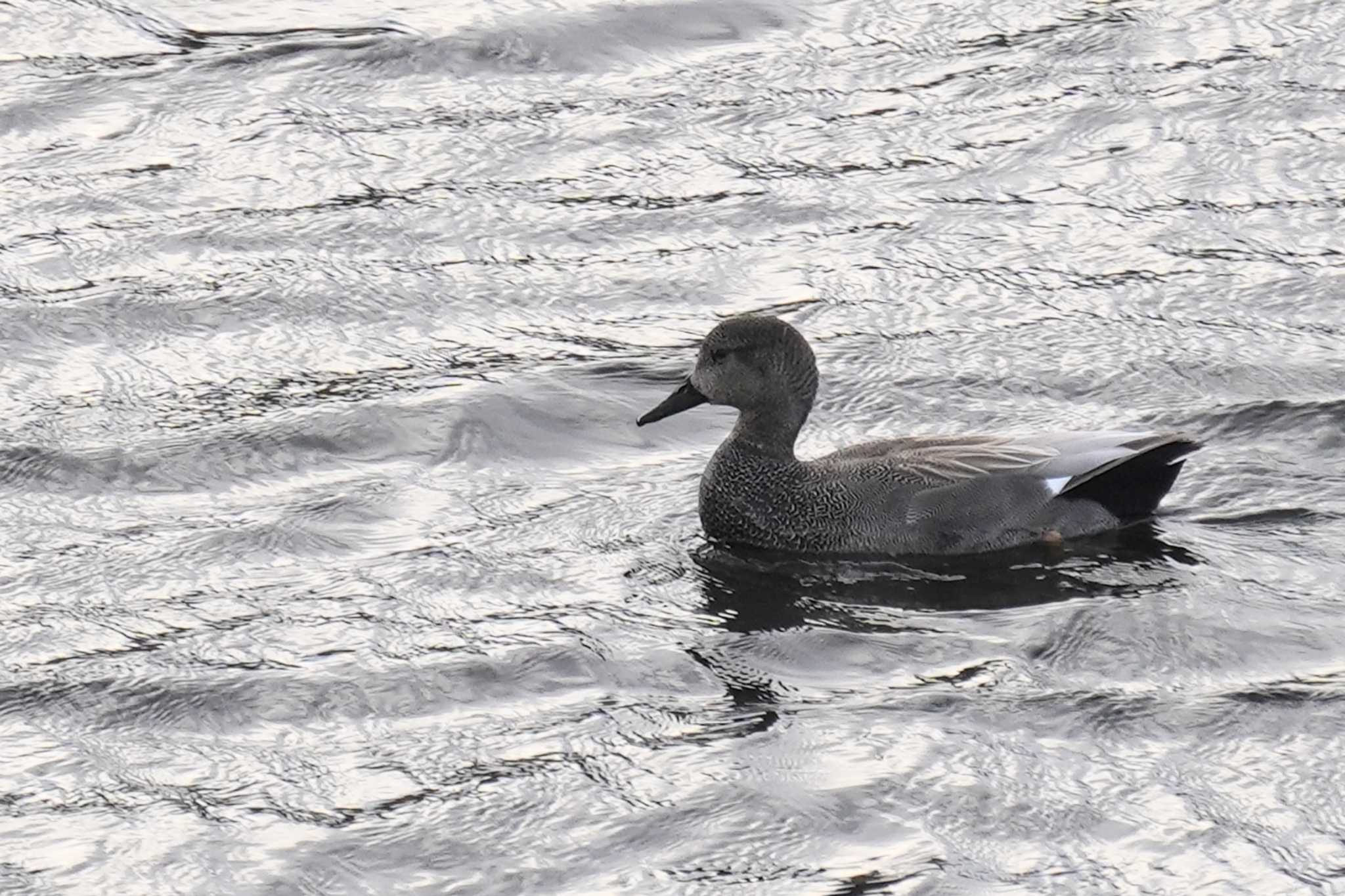 Photo of Gadwall at なぎさの池 by nearco