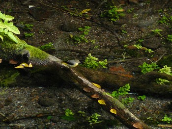 Grey Wagtail 柿田川湧水公園 Sun, 10/7/2007