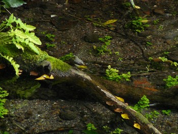 Grey Wagtail 柿田川湧水公園 Sun, 10/7/2007