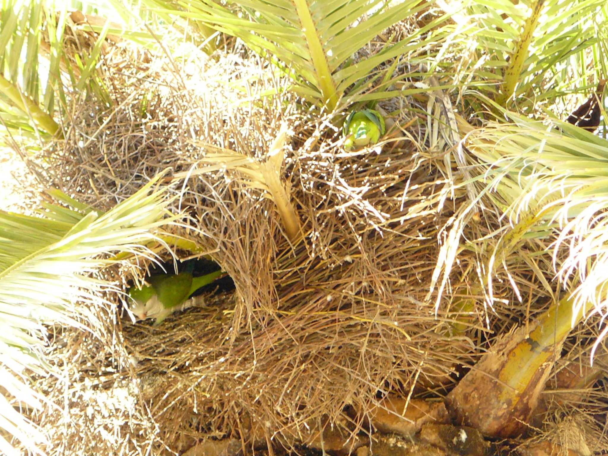 Photo of Monk Parakeet at グエル公園 by koshi