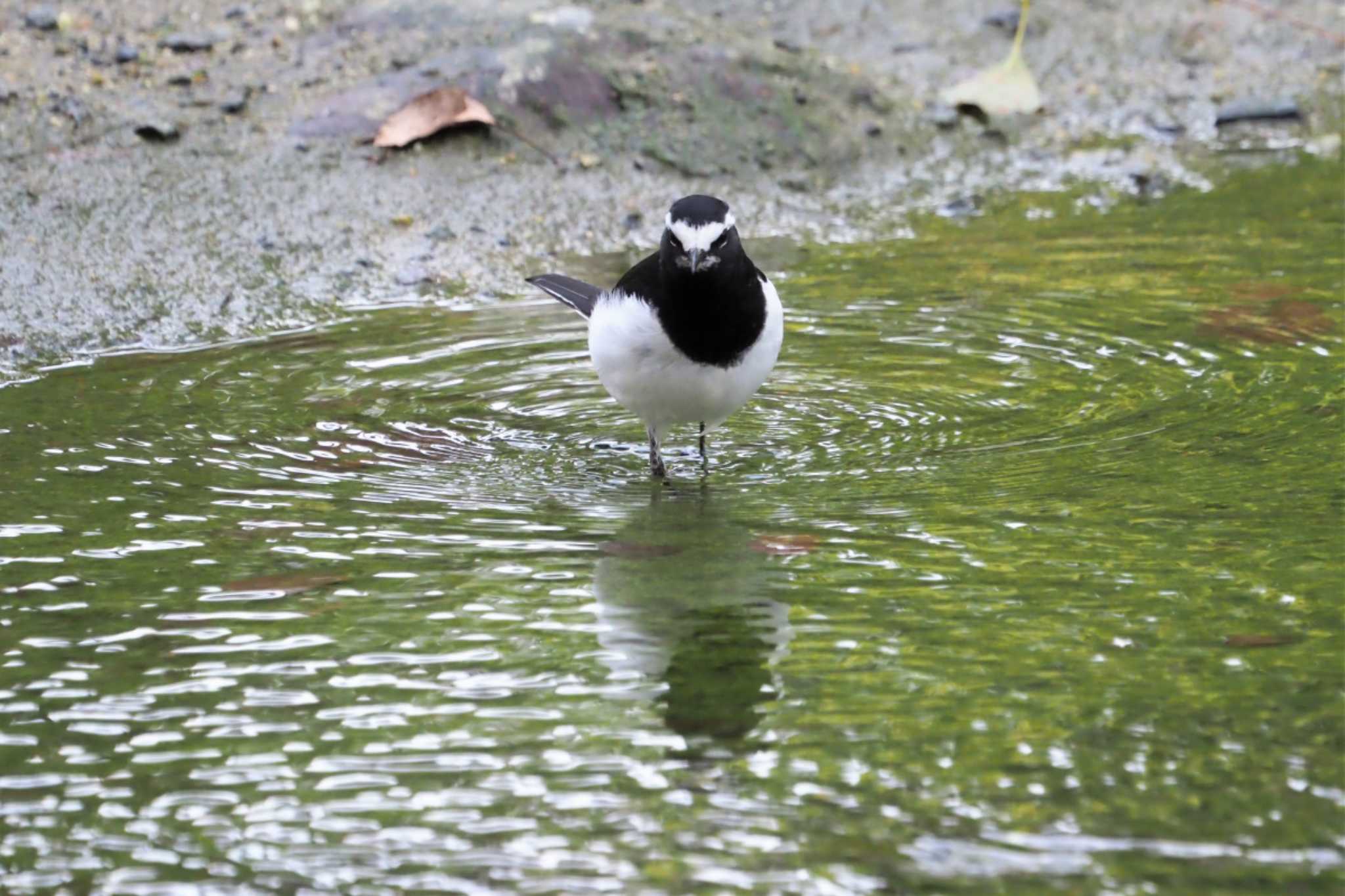 京都御苑 セグロセキレイの写真 by Taro's Photo