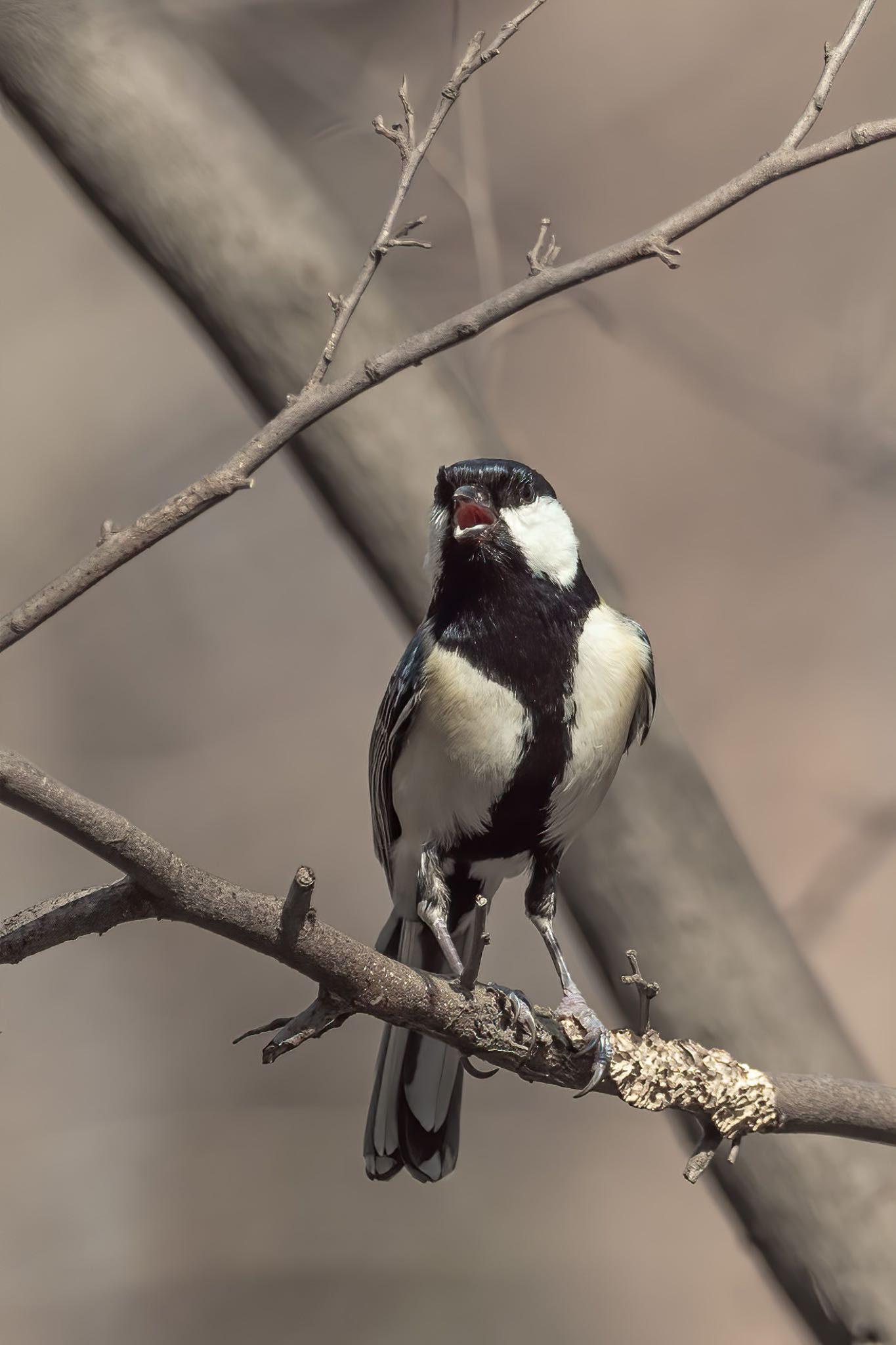 シジュウカラ の画像 by wildbirds_1961