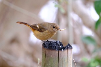 Daurian Redstart 東京都 Fri, 2/12/2021