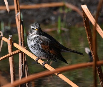 ツグミ 三渓園 2021年2月18日(木)