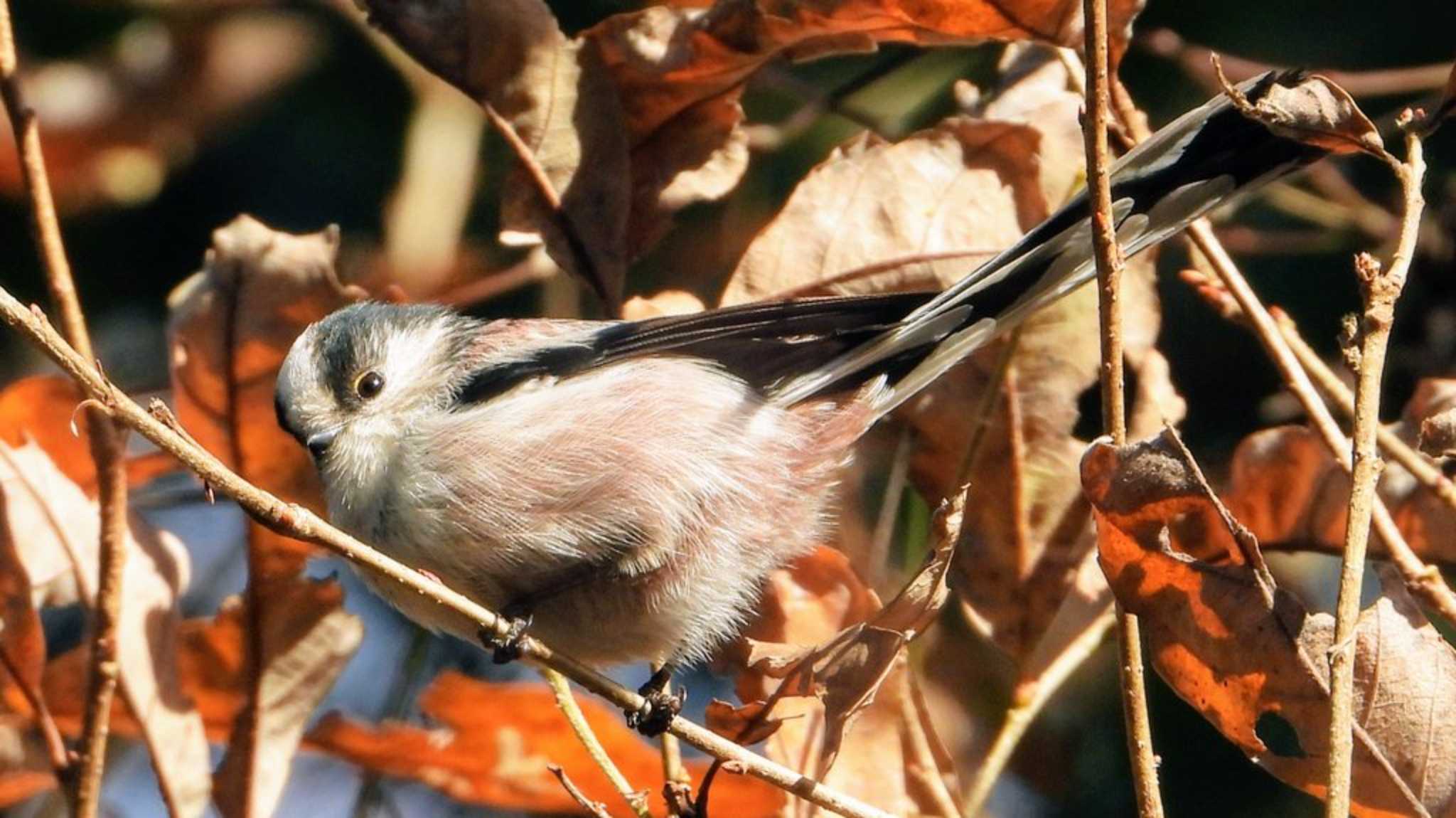 明治神宮 エナガの写真