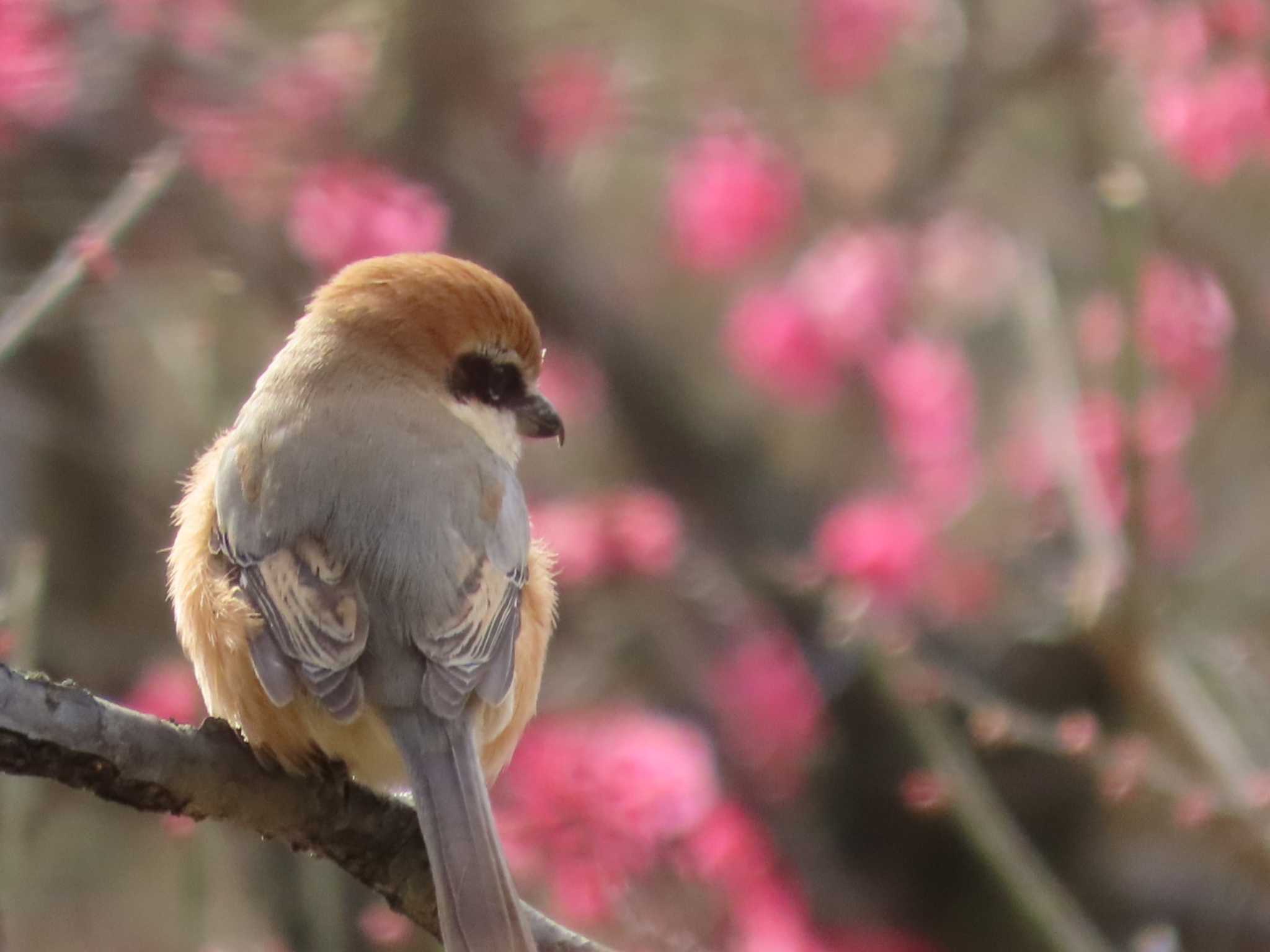 梅園のモズ