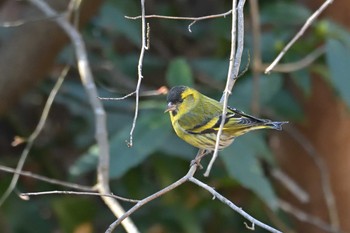 マヒワ こども自然公園 (大池公園/横浜市) 2021年2月18日(木)