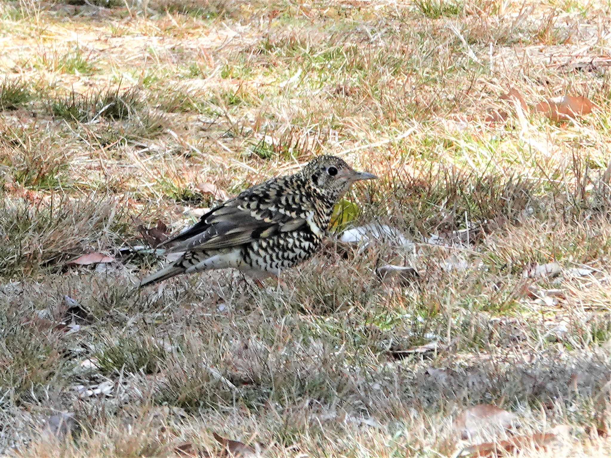 東山の森里山の家 トラツグミの写真