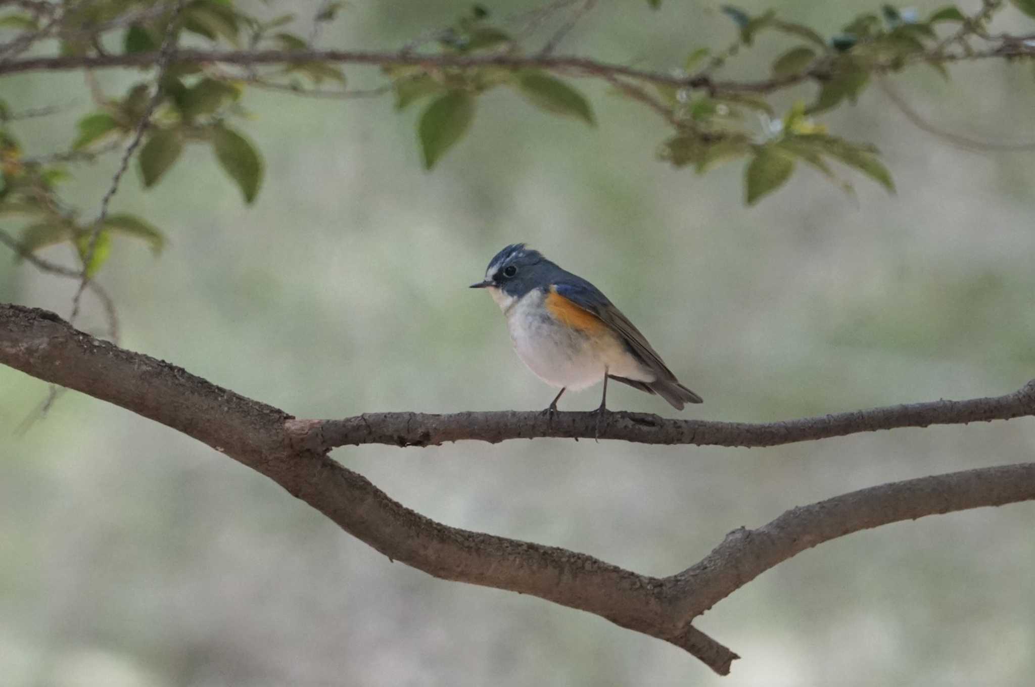 きずきの森(北雲雀きずきの森) ルリビタキの写真