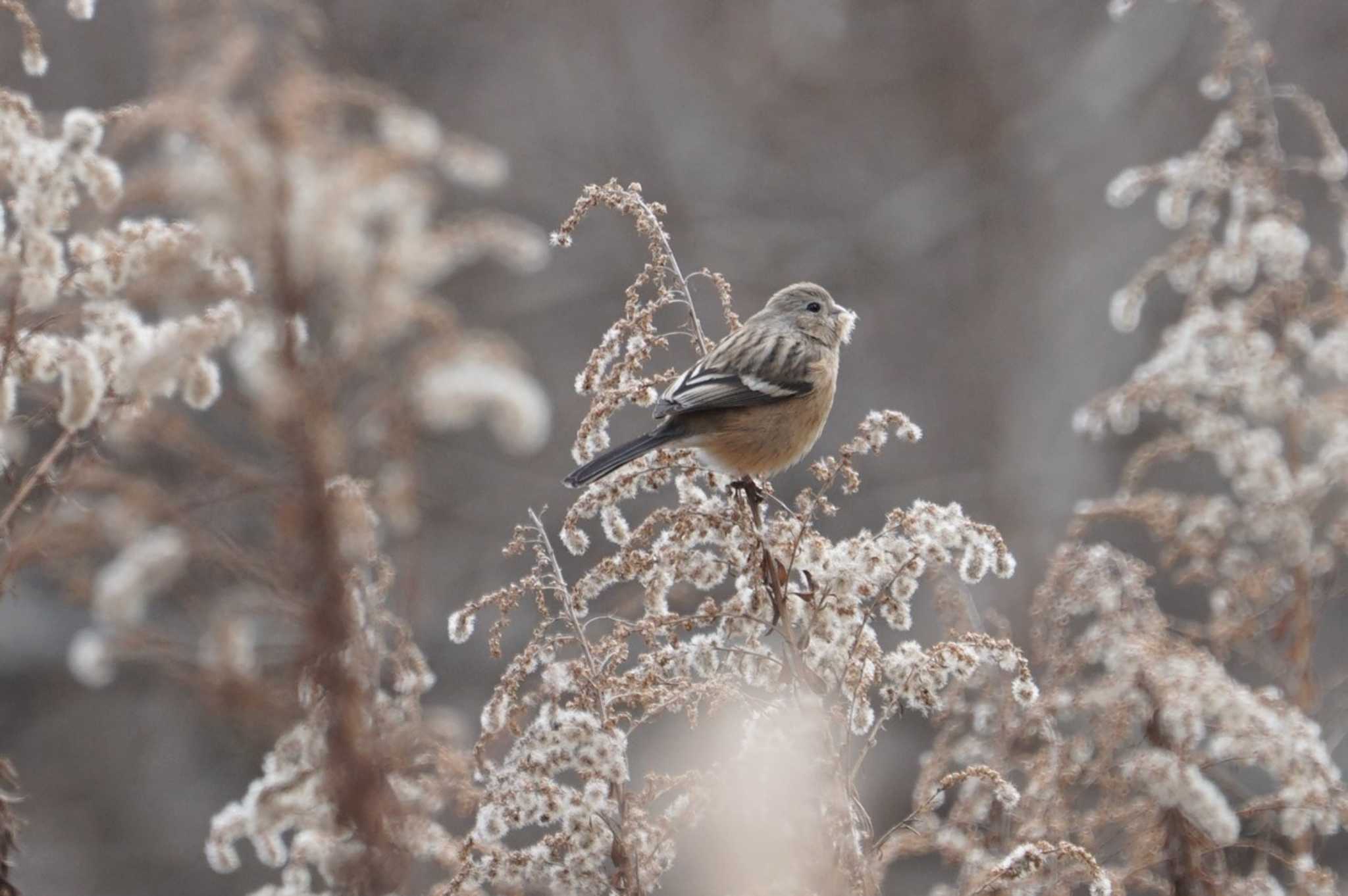 きずきの森(北雲雀きずきの森) ベニマシコの写真