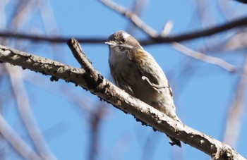 Japanese Pygmy Woodpecker 東京都立桜ヶ丘公園(聖蹟桜ヶ丘) Sun, 2/14/2021