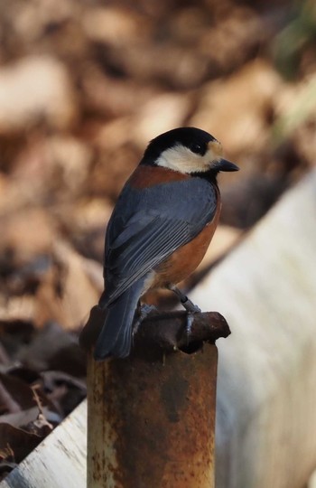 Varied Tit 東京都立桜ヶ丘公園(聖蹟桜ヶ丘) Sun, 2/14/2021