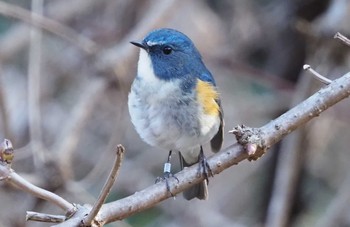 Red-flanked Bluetail 東京都立桜ヶ丘公園(聖蹟桜ヶ丘) Sun, 2/14/2021