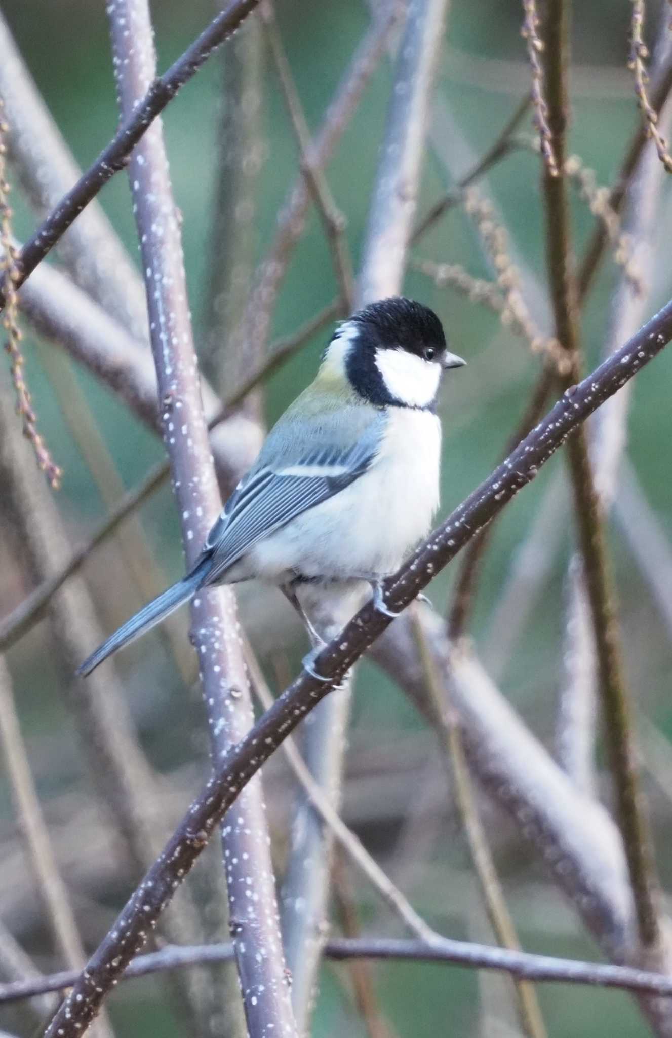 シジュウカラ