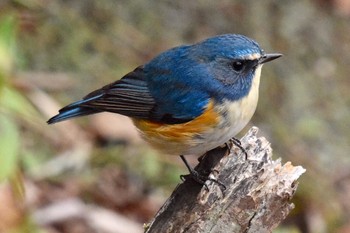 Red-flanked Bluetail Machida Yakushiike Park Thu, 2/18/2021