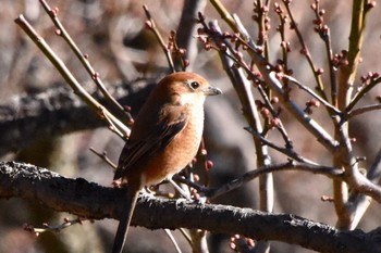 モズ 薬師池公園 2021年2月18日(木)