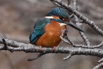 Common Kingfisher Machida Yakushiike Park Thu, 2/18/2021