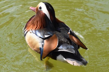 Mandarin Duck Machida Yakushiike Park Thu, 2/18/2021