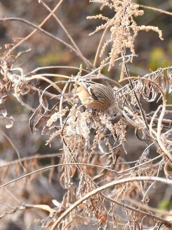 Siberian Long-tailed Rosefinch Unknown Spots Thu, 2/18/2021