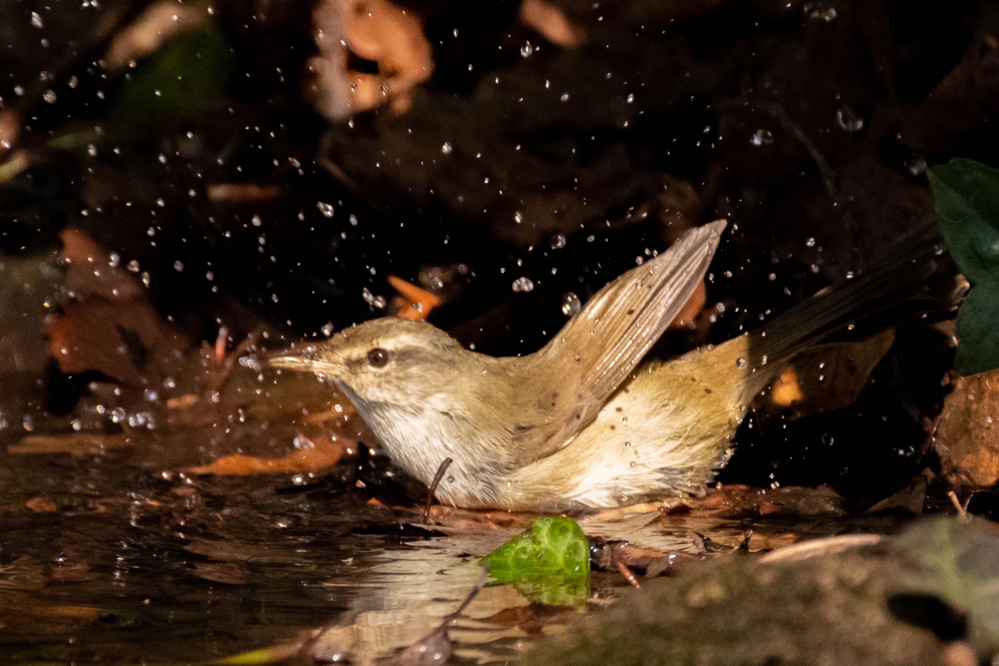 東京都立桜ヶ丘公園(聖蹟桜ヶ丘) ウグイスの写真 by Marco Birds