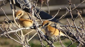 Bull-headed Shrike Unknown Spots Thu, 2/18/2021