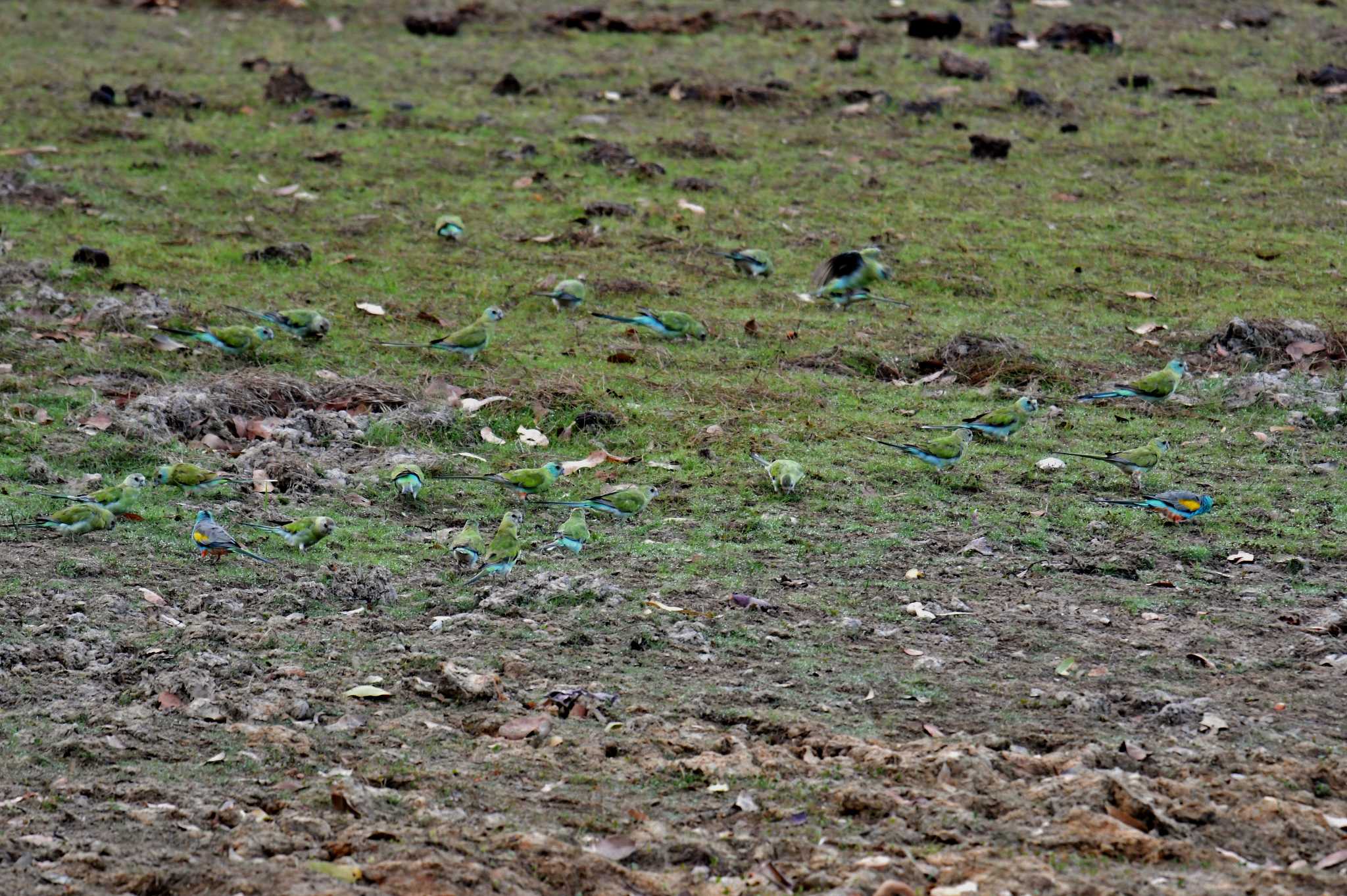 Photo of Golden-shouldered Parrot at オーストラリア by あひる