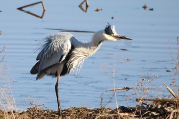 Grey Heron 守谷市 Sat, 2/6/2021