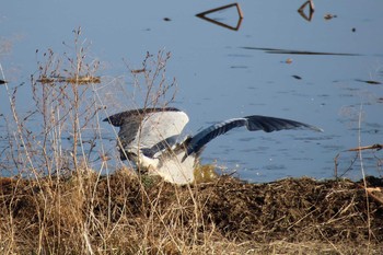 Grey Heron 守谷市 Sat, 2/6/2021