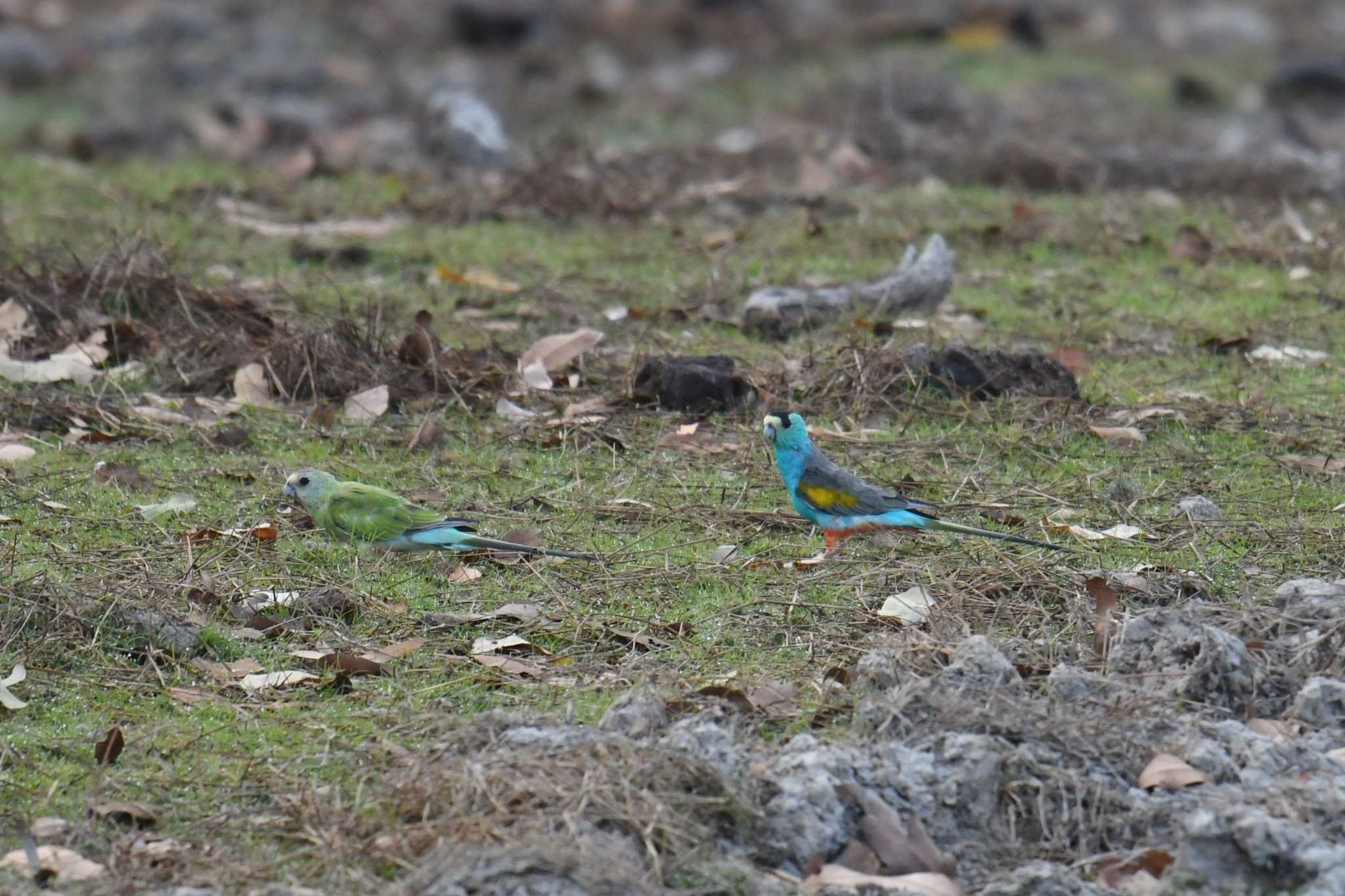 オーストラリア キビタイヒスイインコの写真 by あひる