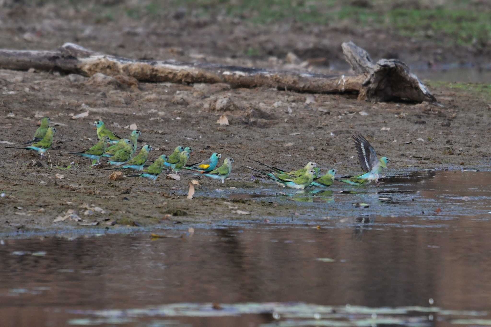 Golden-shouldered Parrot